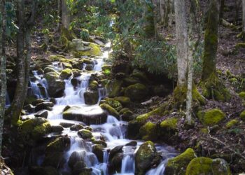 The Tripwire System: A Survivor’s Guide to Navigating an Insurance Lapse in North Carolina