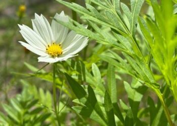 The Florida Medicare Maze: A Comprehensive Guide to Navigating Claims from Paper-Based Frustration to Digital Clarity