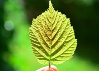 The Uninsured Contract: A New Framework for Managing MPO Liability